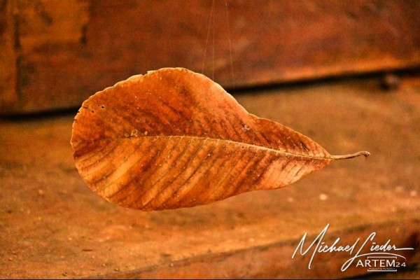 SCHWEBENDES BLATT